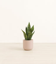 Load image into Gallery viewer, Sandy Pink*****Profile