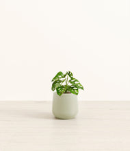 Lade das Bild in den Galerie-Viewer, Turquoise*****Profile