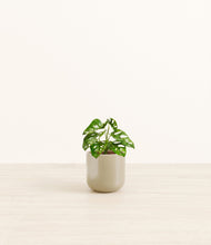 Load image into Gallery viewer, Sage Green*****Profile