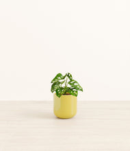 Load image into Gallery viewer, Key Lime Yellow*****Profile