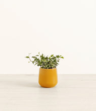 Lade das Bild in den Galerie-Viewer, Ivy small amber