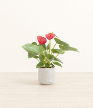 Load image into Gallery viewer, Hammered Ivory*****Profile