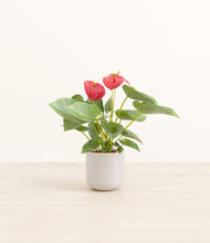 Load image into Gallery viewer, Snowdrift White*****Profile