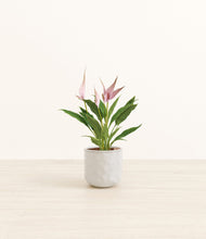 Load image into Gallery viewer, Hammered Ivory*****Profile