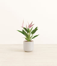 Load image into Gallery viewer, Snowdrift White*****Profile