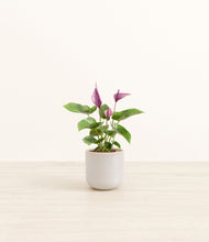 Load image into Gallery viewer, Snowdrift White*****Profile