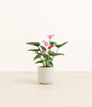 Lade das Bild in den Galerie-Viewer, Cotton White*****Profile