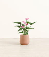 Lade das Bild in den Galerie-Viewer, Calm Rose*****Profile