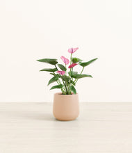 Lade das Bild in den Galerie-Viewer, Gentle Pink*****Profile