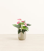 Load image into Gallery viewer, Sage Green*****Profile