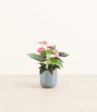 Load image into Gallery viewer, Misty Blue*****Profile