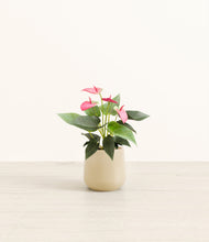 Load image into Gallery viewer, Almond Green*****Profile