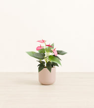 Load image into Gallery viewer, Sandy Pink*****Profile