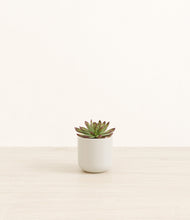 Load image into Gallery viewer, Cotton White*****Profile