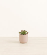 Load image into Gallery viewer, Sandy Pink*****Profile