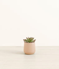 Load image into Gallery viewer, Gentle Pink*****Profile