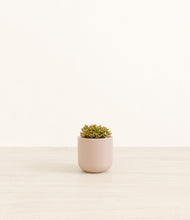 Load image into Gallery viewer, Sandy Pink*****Profile