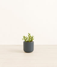 Load image into Gallery viewer, Iron Gray*****Profile