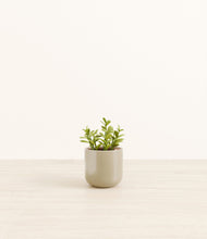 Load image into Gallery viewer, Sage Green*****Profile