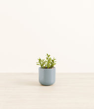 Load image into Gallery viewer, Misty Blue*****Profile