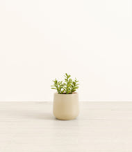 Load image into Gallery viewer, Almond Green*****Profile