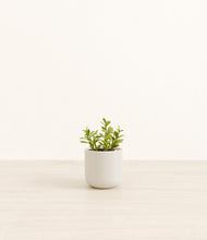 Load image into Gallery viewer, Cotton White*****Profile