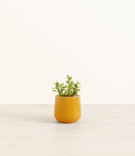 Load image into Gallery viewer, Mustard*****Profile