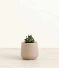 Load image into Gallery viewer, Eternal Gray*****Succulent