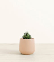 Load image into Gallery viewer, Gentle Pink*****Succulent