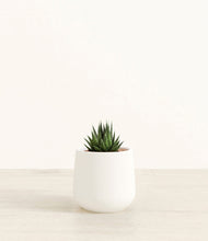 Load image into Gallery viewer, White*****Succulent