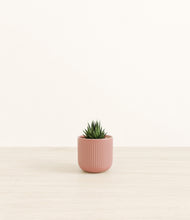 Load image into Gallery viewer, Striped Rose Pink*****Profile