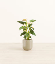Load image into Gallery viewer, Sage Green*****Profile