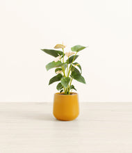 Load image into Gallery viewer, Mustard*****Profile
