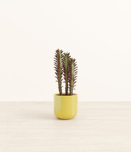 Lade das Bild in den Galerie-Viewer, Key Lime Yellow*****Profile