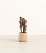 Lade das Bild in den Galerie-Viewer, Gentle Pink*****Profile
