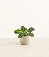 Lade das Bild in den Galerie-Viewer, Sage Green*****Profile