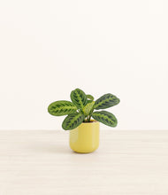 Lade das Bild in den Galerie-Viewer, Key Lime Yellow*****Profile