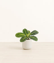 Lade das Bild in den Galerie-Viewer, Cotton White*****Profile
