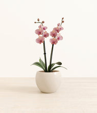 Load image into Gallery viewer, Shiny EggWhite*****Profile