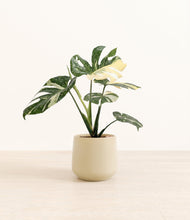 Load image into Gallery viewer, Almond Green*****Profile