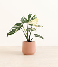Load image into Gallery viewer, Calm Rose*****Profile