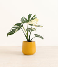 Load image into Gallery viewer, Mustard*****Profile
