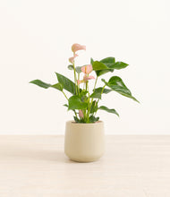 Load image into Gallery viewer, Almond Green*****Profile