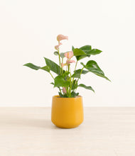 Load image into Gallery viewer, Mustard*****Profile