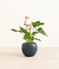 Load image into Gallery viewer, Deep Navy*****Profile