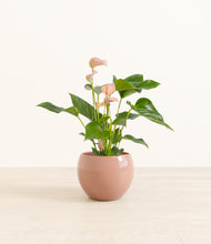 Load image into Gallery viewer, Calm Rose*****Profile