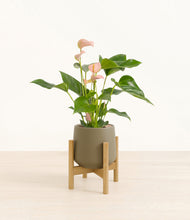 Load image into Gallery viewer, Olive stand:bamboo