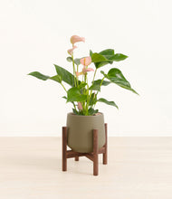 Load image into Gallery viewer, Olive stand:walnut