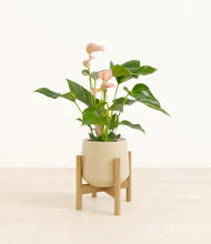 Load image into Gallery viewer, Almond Green stand:bamboo