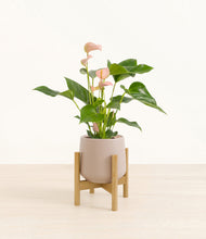 Load image into Gallery viewer, Eternal Gray stand:bamboo